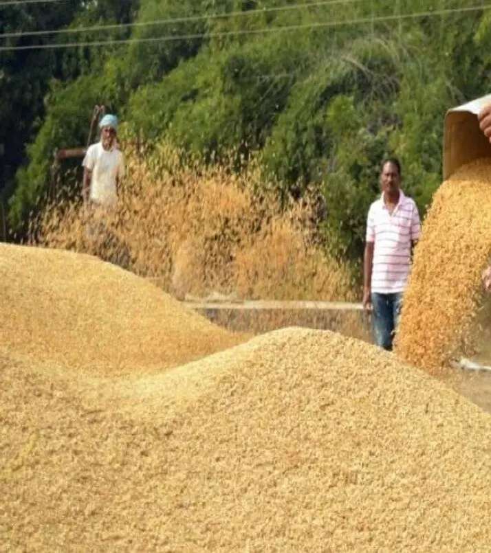 अब तक नहीं खुले धान खरीदी केंद्र, औने-पौने दाम पर बेचना मजबूरी अब तक नहीं खुले धान खरीदी केंद्र, औने-पौने दाम पर बेचना मजबूरी