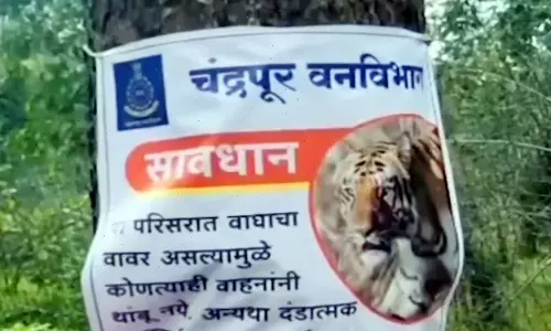 केसलाघाट में बाघिन के हमले रोकने डेढ़ कि.मी. के दायरे में लगायी जाली