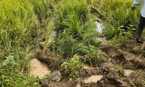 गड़चिरोली के कुराडी के खेतों में  फिर जंगली हाथियों ने मचाया उत्पात