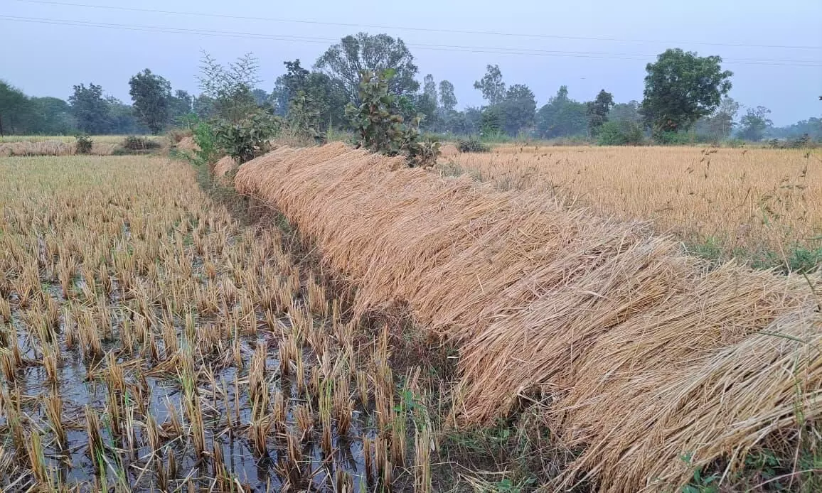 किसानों की परेशानी से बेखबर प्रशासन, बेमौसम बारिश से धान की फसल को भारी नुकसान