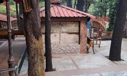 माई की बगिया में ही सूख रहे सदियों पुराने आम के वृक्ष