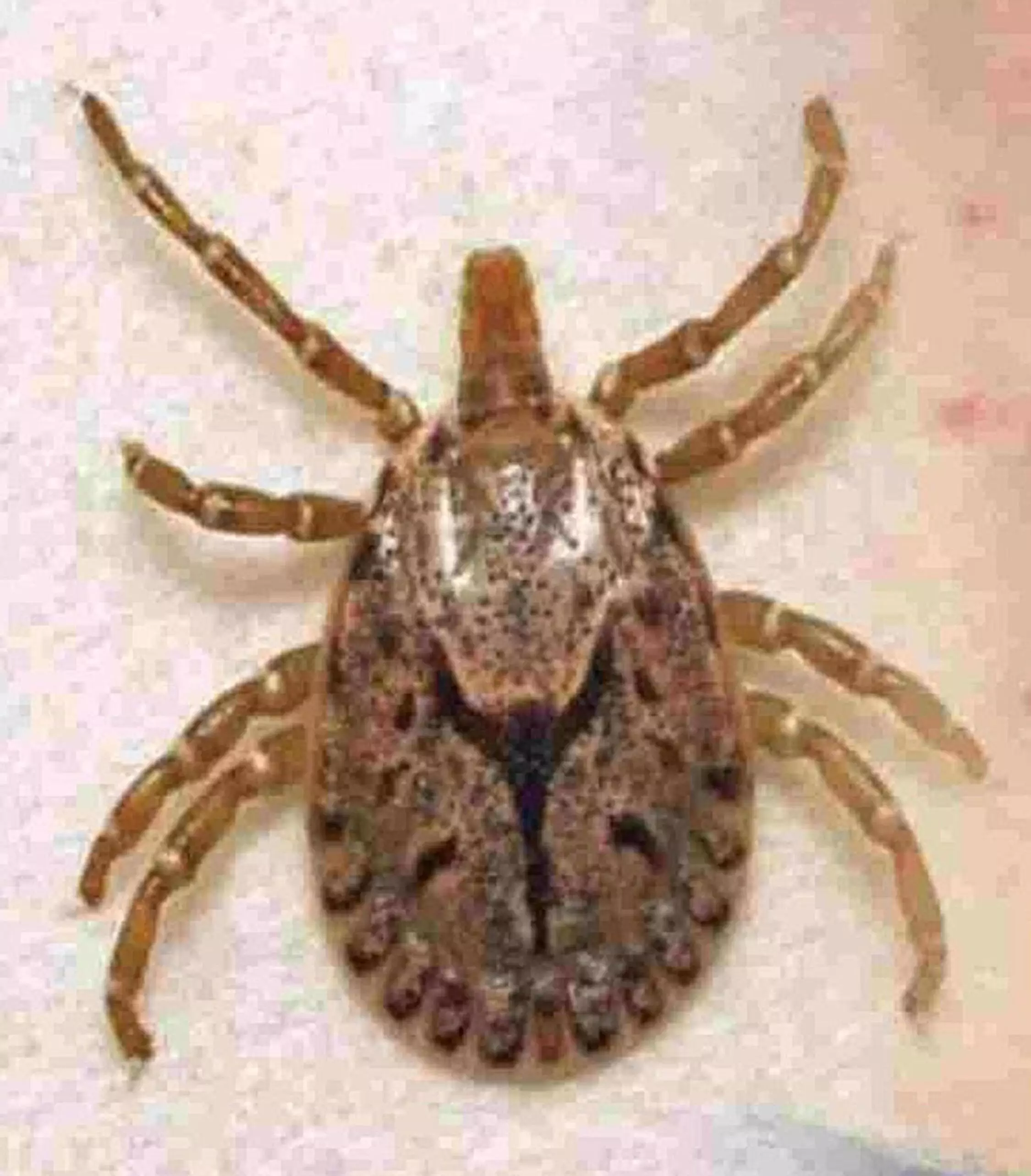 अमरावती जिले में स्क्रब टाइफस के 7 मरीज मिले, एक की मौत अमरावती जिले में स्क्रब टाइफस के 7 मरीज मिले, एक की मौत