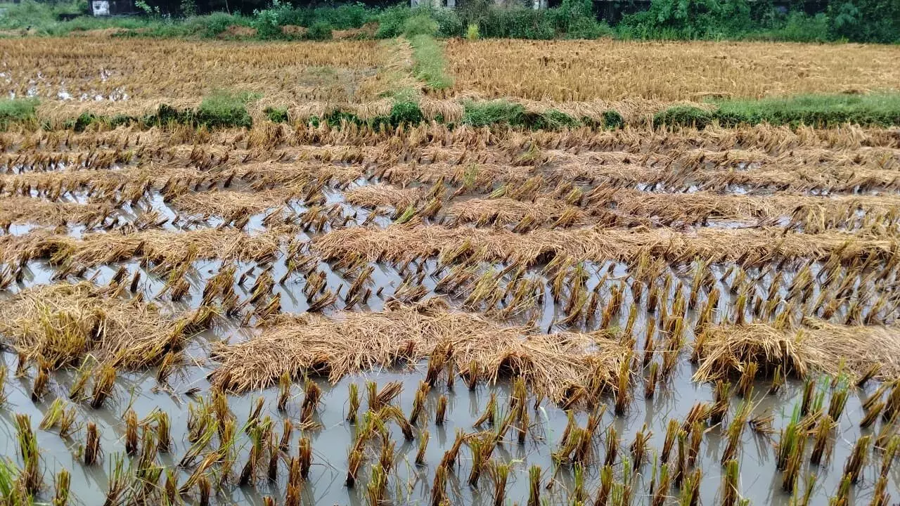 गडचिरोली में सर्वेक्षण में सुस्ती से मुआवजे की उम्मीदें कमजोर, 38 फीसदी क्षेत्र का ही हो पाया पंचनामा गडचिरोली में सर्वेक्षण में सुस्ती से मुआवजे की उम्मीदें कमजोर, 38 फीसदी क्षेत्र का ही हो पाया पंचनामा