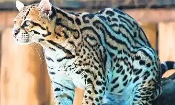 एयरपोर्ट परिसर में तेंदुआ घुसने की खबर से मचा हड़कम्प, निकली जंगली बिल्ली