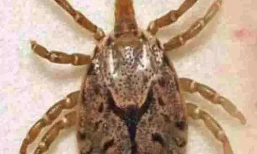 अमरावती जिले में स्क्रब टाइफस के 7 मरीज मिले, एक की मौत अमरावती जिले में स्क्रब टाइफस के 7 मरीज मिले, एक की मौत