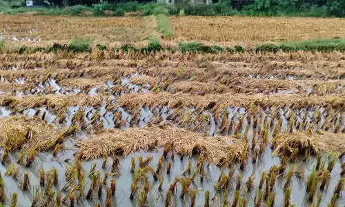 गडचिरोली में सर्वेक्षण में सुस्ती से मुआवजे की उम्मीदें कमजोर, 38 फीसदी क्षेत्र का ही हो पाया पंचनामा