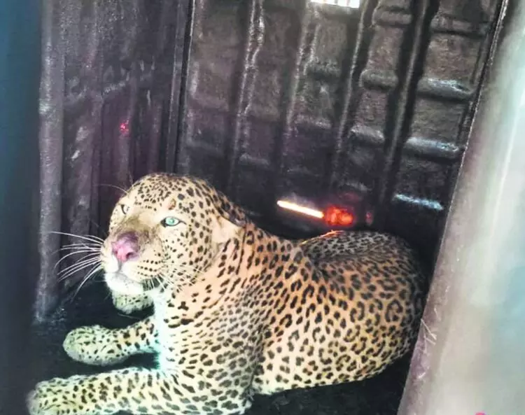 पिंजरे में तेंदुआ, पर पता नहीं कौनसा है… पिंजरे में तेंदुआ, पर पता नहीं कौनसा है…