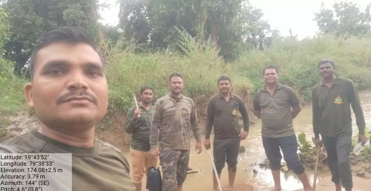 धान कटाई के मौसम में खेतों में मंडरा रहा खतरा , गोंडपिपरी में बाघों का बढ़ा आतंक