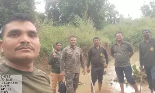 धान कटाई के मौसम में खेतों में मंडरा रहा खतरा , गोंडपिपरी में बाघों का बढ़ा आतंक धान कटाई के मौसम में खेतों में मंडरा रहा खतरा , गोंडपिपरी में बाघों का बढ़ा आतंक