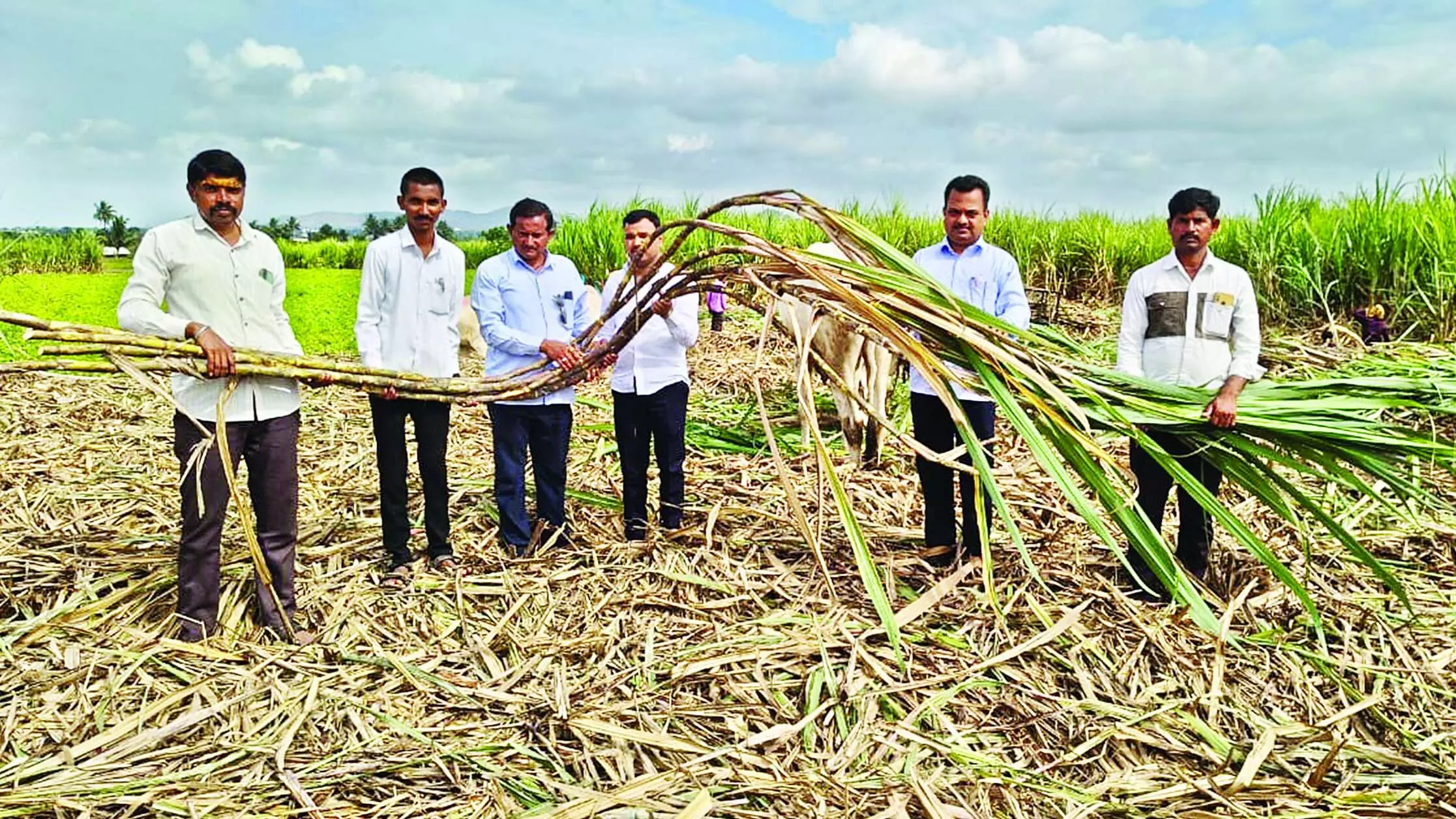 एक एकड़ गन्ने से 100 टन से अधिक उपज का अनुमान एक एकड़ गन्ने से 100 टन से अधिक उपज का अनुमान