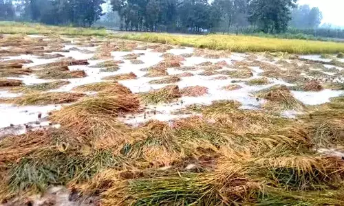 गड़चिरोली जिले के अन्नदाताओं को मिली राहत ,मिल रही सरकारी मदद गड़चिरोली जिले के अन्नदाताओं को मिली राहत ,मिल रही सरकारी मदद