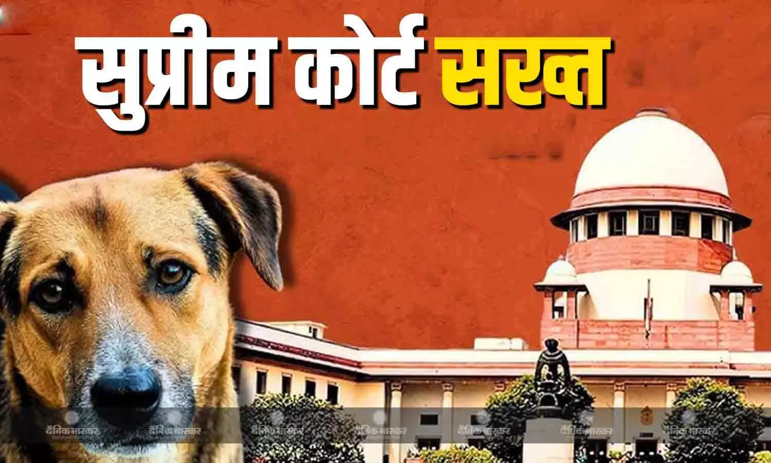 स्कूल, कॉलेज और अस्पताल से हटाएं.. नसबंदी कर शेल्टर होम में रखें.., आवारा कुत्तों को लेकर सुप्रीम कोर्ट का बड़ा आदेश स्कूल, कॉलेज और अस्पताल से हटाएं.. नसबंदी कर शेल्टर होम में रखें.., आवारा कुत्तों को लेकर सुप्रीम कोर्ट का बड़ा आदेश