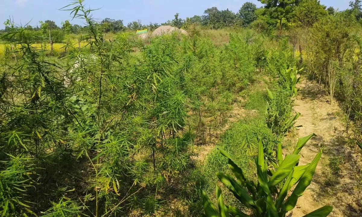 खेत में हो रही थी गांजे की खेती, 37 किलो पौधे बरामद