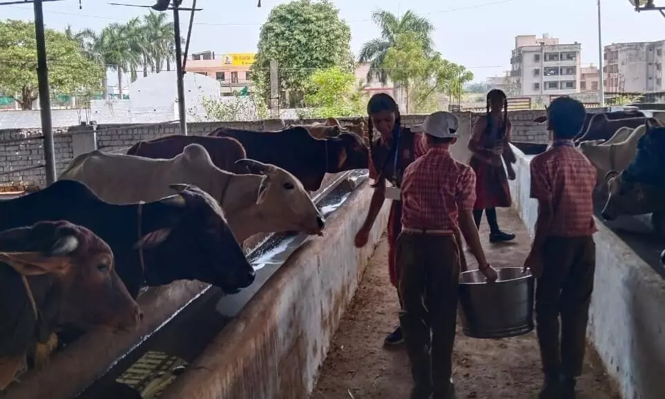 पहले ही दिन बच्चों ने गायों के लिए जमा की एक हजार रोटियां पहले ही दिन बच्चों ने गायों के लिए जमा की एक हजार रोटियां