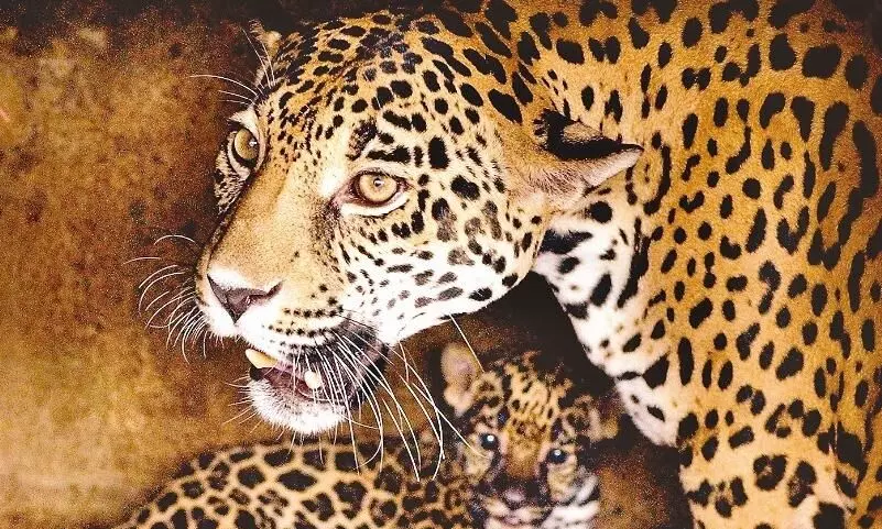 मझौली के देवरी ग्राम में तेंदुओं की मौजूदगी से दहशत का बना माहौल मझौली के देवरी ग्राम में तेंदुओं की मौजूदगी से दहशत का बना माहौल