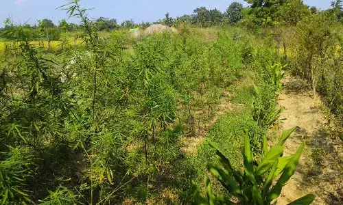 खेत में हो रही थी गांजे की खेती, 37 किलो पौधे बरामद खेत में हो रही थी गांजे की खेती, 37 किलो पौधे बरामद