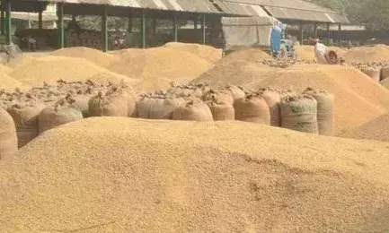 धान खरीदी : सोमवार से शुरू होने वाली पंजीयन प्रक्रिया अब 15 दिन बाद धान खरीदी : सोमवार से शुरू होने वाली पंजीयन प्रक्रिया अब 15 दिन बाद