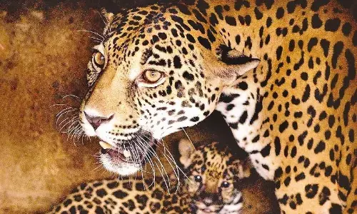 मझौली के देवरी ग्राम में तेंदुओं की मौजूदगी से दहशत का बना माहौल मझौली के देवरी ग्राम में तेंदुओं की मौजूदगी से दहशत का बना माहौल