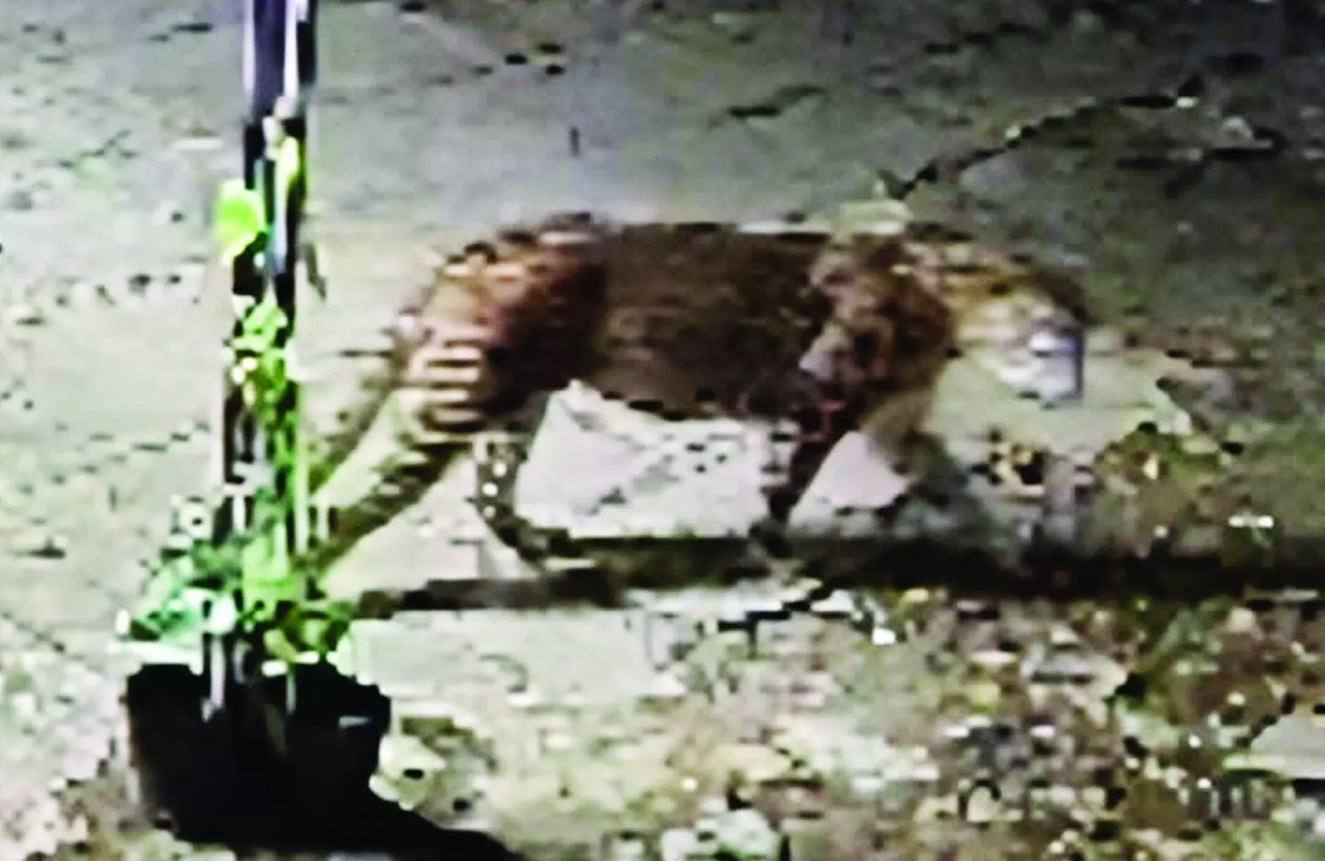 तेंदुओं के डर से ग्रामीणों का रात में बाहर निकलना दूभर तेंदुओं के डर से ग्रामीणों का रात में बाहर निकलना दूभर