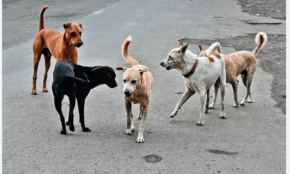 मुख्य मार्गों से लेकर कॉलोनियों तक आवारा श्वानों की दहशत, बढ़े डॉग बाइट के मामले