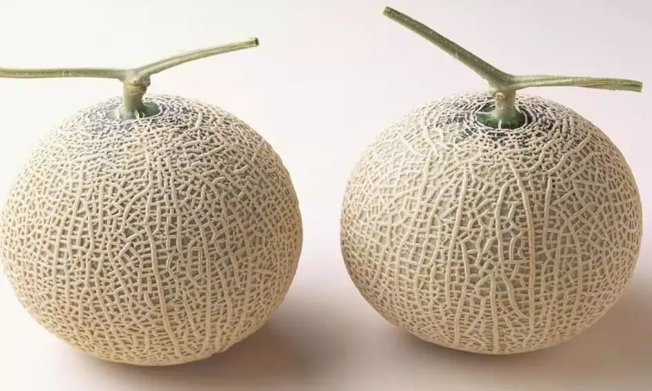 फलों की दुनिया का शहनशाह! खरबूजे की कीमत इतनी ज्यादा कि एक फल में ले लेंगे कार, यूजर्स हो गए हैरान फलों की दुनिया का शहनशाह! खरबूजे की कीमत इतनी ज्यादा कि एक फल में ले लेंगे कार, यूजर्स हो गए हैरान