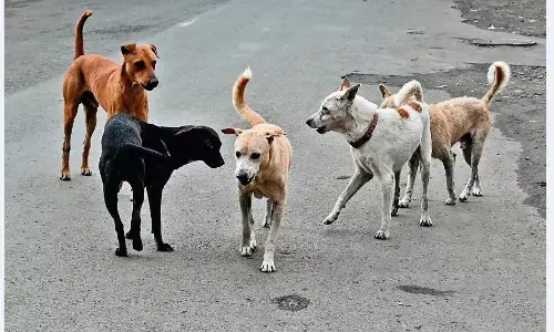 मुख्य मार्गों से लेकर कॉलोनियों तक आवारा श्वानों की दहशत, बढ़े डॉग बाइट के मामले मुख्य मार्गों से लेकर कॉलोनियों तक आवारा श्वानों की दहशत, बढ़े डॉग बाइट के मामले
