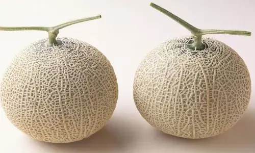 फलों की दुनिया का शहनशाह! खरबूजे की कीमत इतनी ज्यादा कि एक फल में ले लेंगे कार, यूजर्स हो गए हैरान