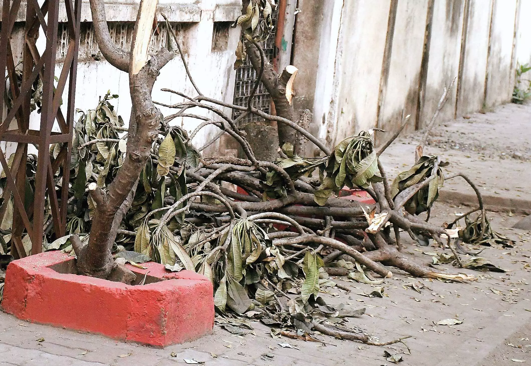 होटल संचालक की करतूत, बगैर अनुमति के 10 पेड़ों की कर दी छंटाई होटल संचालक की करतूत, बगैर अनुमति के 10 पेड़ों की कर दी छंटाई