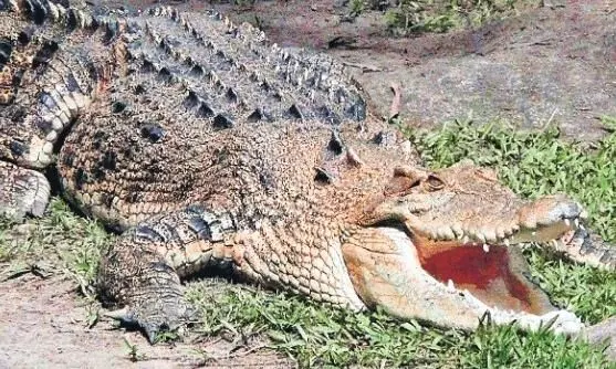 अफसरों की लापरवाही, 14 साल बाद भी कागजों से बाहर नहीं आ पाया क्रोकोडाइल सेंचुरी का प्लान