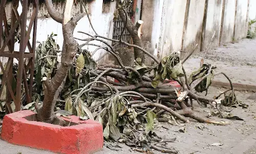 होटल संचालक की करतूत, बगैर अनुमति के 10 पेड़ों की कर दी छंटाई