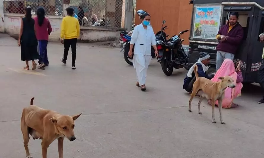 31 महीने में 16 हजार से ज्यादा को श्वानों ने काटा