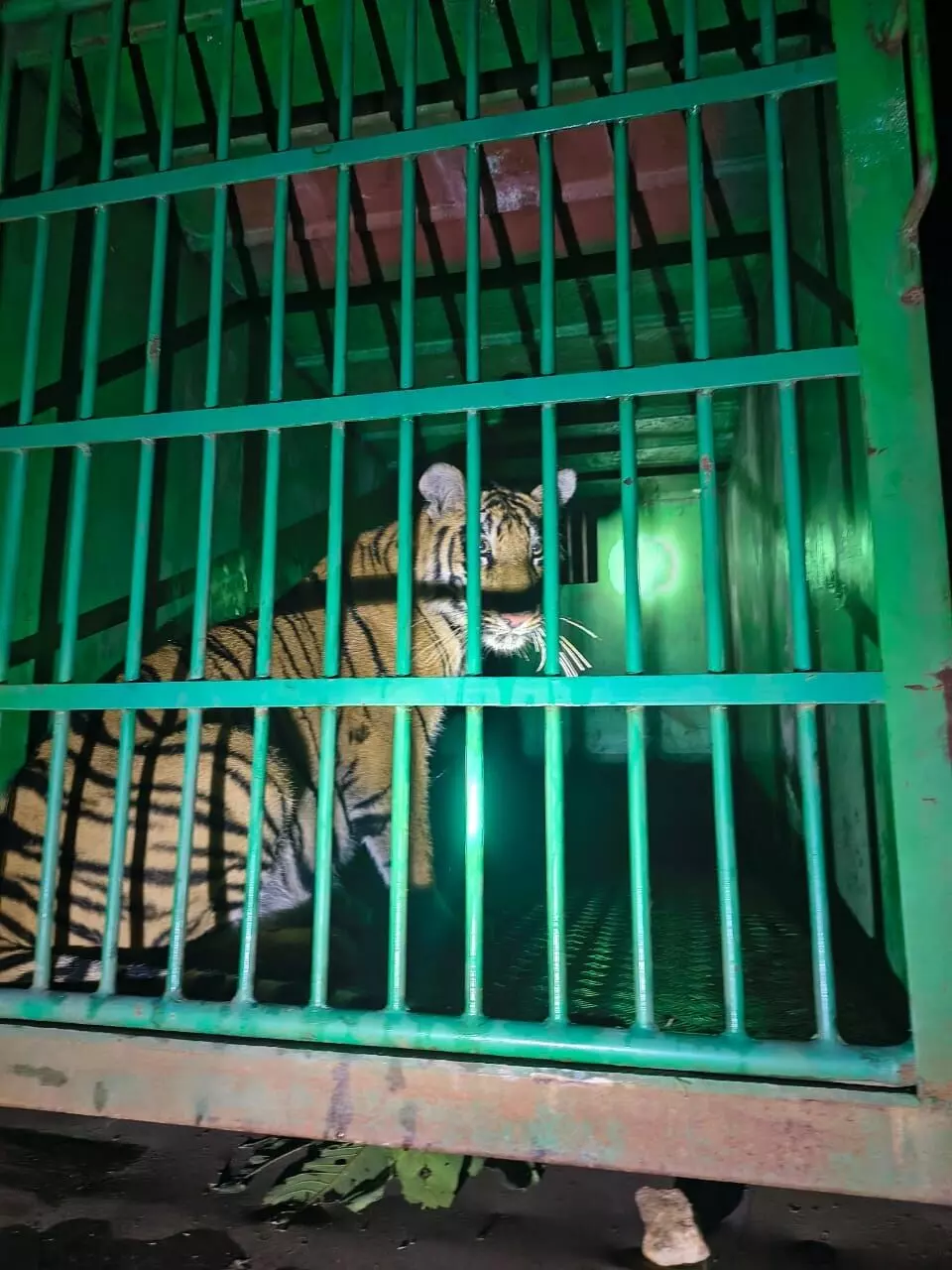 सावली में आतंक मचानेवाला बाघ का कुनबा पिंजरे में कैद