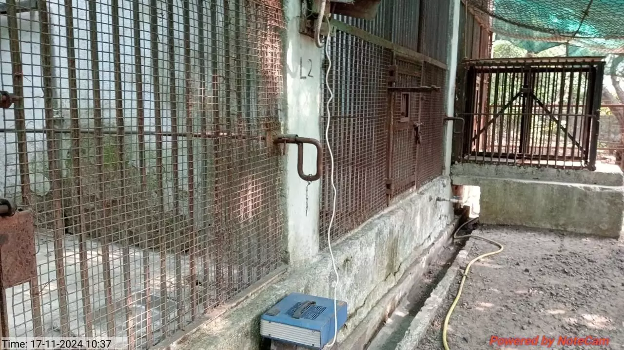 ठंड से बचने के लिए बाघ, तेंदुए को मिला हीटर