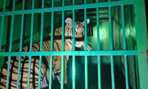 सावली में आतंक मचानेवाला बाघ का कुनबा पिंजरे में कैद