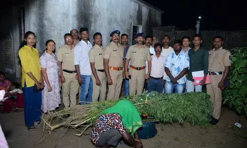 घर के आंगन में ही शुरू कर दी थी गांजा की खेती