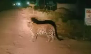 कोपरगांव शहर में तेंदुए का आतंक - महिला पर हमला कर ली जान, वन विभाग पकड़ने में असफल