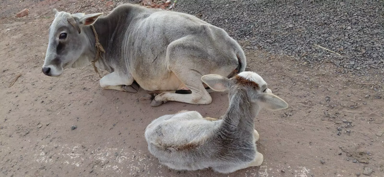 ठण्ड बढते ही लंपी वायरस का प्रकोप बढा, पशु विभाग निष्क्रिय ठण्ड बढते ही लंपी वायरस का प्रकोप बढा, पशु विभाग निष्क्रिय