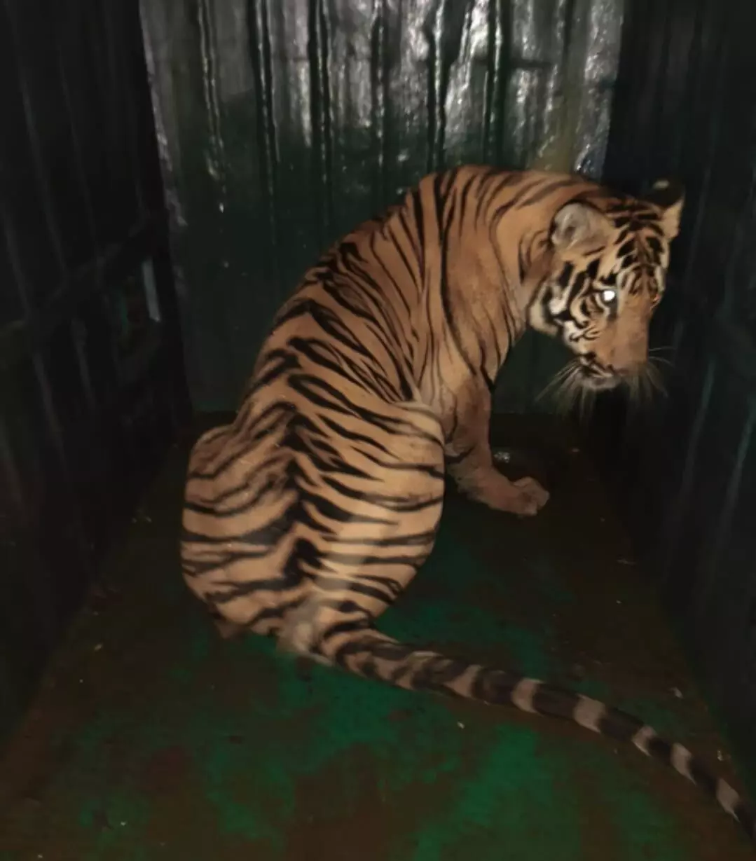 दो किसानों का शिकार करने वाला बाघ हुआ पिंजराबंद