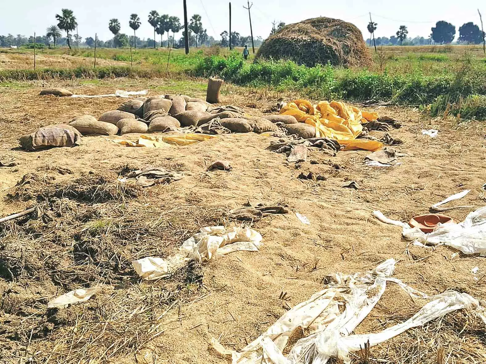 हाथियों के झुंड ने धान के ढेर व बोरियों को किया तहस-नहस हाथियों के झुंड ने धान के ढेर व बोरियों को किया तहस-नहस