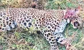 गौरहा में सड़क किनारे मिला मृत तेंदुआ गौरहा में सड़क किनारे मिला मृत तेंदुआ