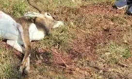 कुत्तों के झुंड ने हिरण को नोच डाला - बुरी हालत में पड़ा था शव, वन विभाग के अधिकारियों पर उठे सवाल