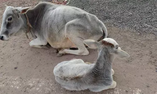 ठण्ड बढते ही लंपी वायरस का प्रकोप बढा, पशु विभाग निष्क्रिय