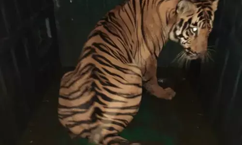 दो किसानों का शिकार करने वाला बाघ हुआ पिंजराबंद दो किसानों का शिकार करने वाला बाघ हुआ पिंजराबंद