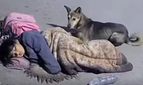 सड़क किनारे सो रही लड़की की सुरक्षा कर रहा था कुत्ता, जमकर वायरल हो रहा वीडियो