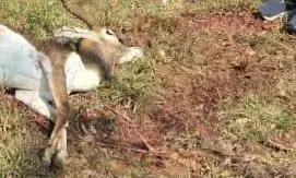 कुत्तों के झुंड ने हिरण को नोच डाला - बुरी हालत में पड़ा था शव, वन विभाग के अधिकारियों पर उठे सवाल