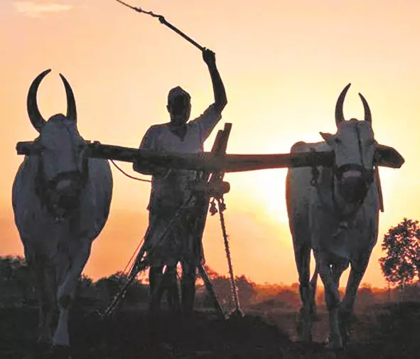 मौसम का मिजाज ,15 नवंबर तक ठंड स्थिर, तो किसानों को फायदा