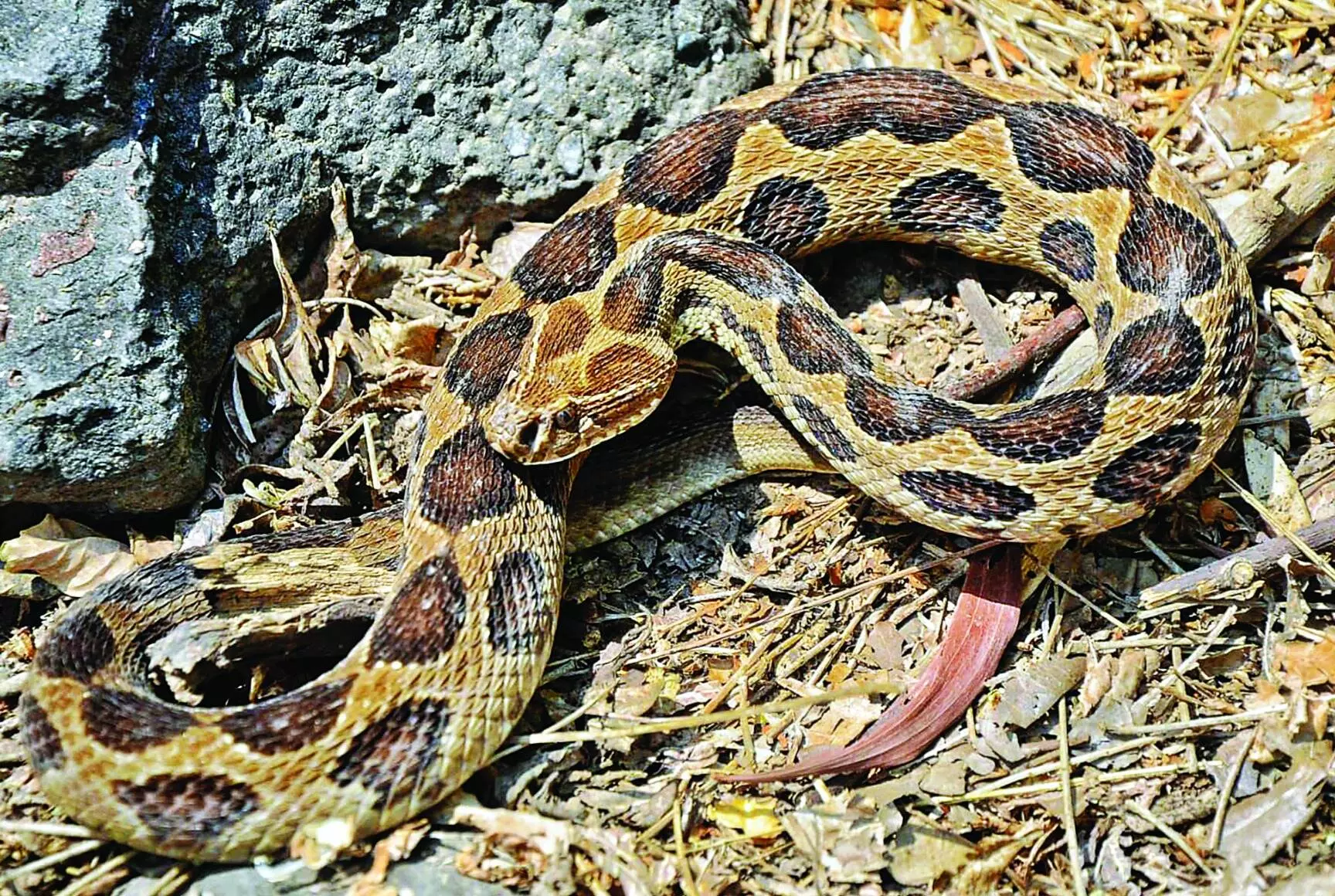 ठंड बढ़ते ही बढ़ा खतरनाक रसेल्स वाइपर सांप का खतरा ठंड बढ़ते ही बढ़ा खतरनाक रसेल्स वाइपर सांप का खतरा