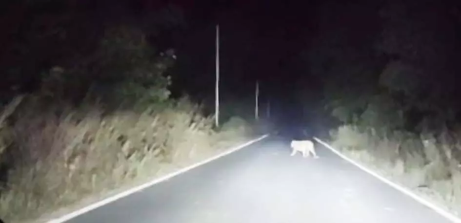 सानगडी-नवेगांव बांध मार्ग पर घूमता नजर आया तेंदुआ