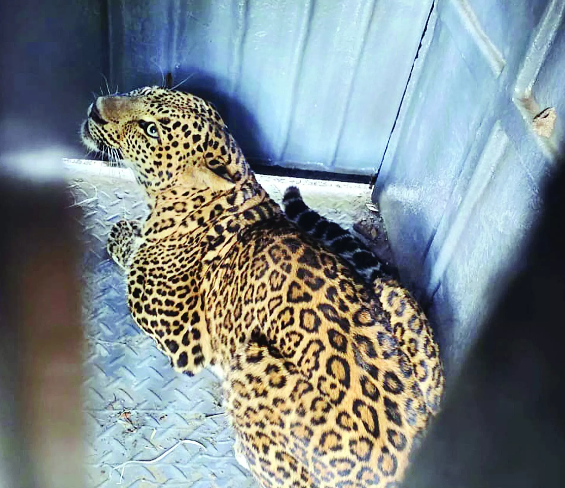 एक साथ आए 3 तेंदुए, 15 बकरियां मारी एक साथ आए 3 तेंदुए, 15 बकरियां मारी