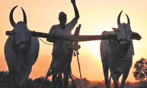 मौसम का मिजाज ,15 नवंबर तक ठंड स्थिर, तो किसानों को फायदा